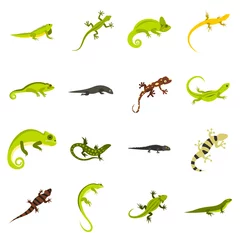 Foto op Plexiglas Flat lizard icons set. Universal lizard icons to use for web and mobile UI, set of basic lizard elements isolated vector illustration © ylivdesign