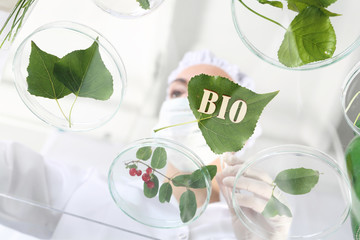 Ekologia.Biotechnolog bada próbki roślin w laboratorium