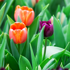 Naklejka premium Beautiful color bouquet of tulips in spring