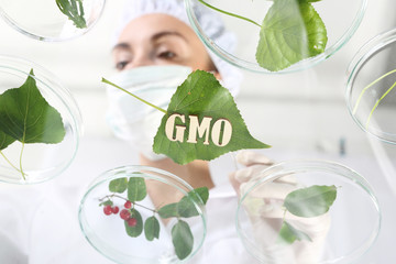 Gmo. Biotechnolog bada próbki roślin w laboratorium