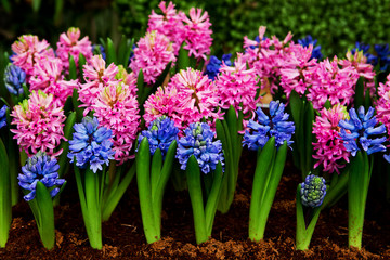 Beautiful Hyacinths flower and leaf in ground