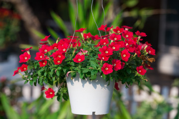 Red  flowers in pot in the garden