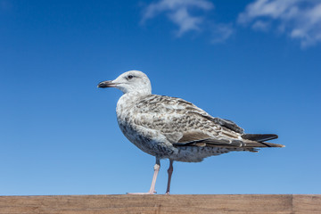 Seagull standing still isolated on blue sky in the background.
