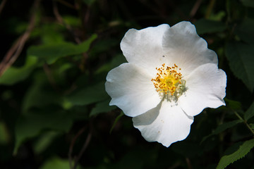 Single white flower against dark background