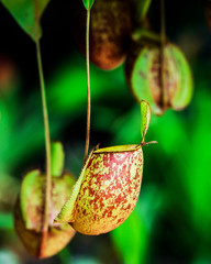 Nepenthes alata (alatus 
