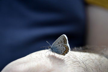FARFALLA POSATA SULLA MANO DI UN UOMO
