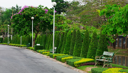 Ivy in the shape  in garden of thailand and street