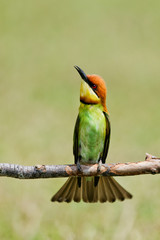 A beautiful bird Chestnut headed Bee eater on a branch.(Merops l