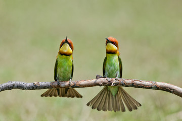A beautiful bird Chestnut headed Bee eater on a branch.(Merops l