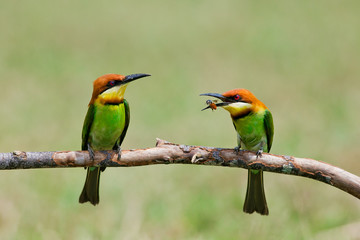 A beautiful bird Chestnut headed Bee eater on a branch.(Merops l