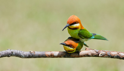 A beautiful bird Chestnut headed Bee eater on a branch.(Merops l