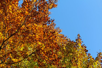 autumn tree against blue sky