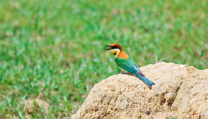 A beautiful bird Chestnut headed Bee eater on a branch.(Merops l