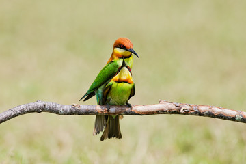 A beautiful bird Chestnut headed Bee eater on a branch.(Merops l