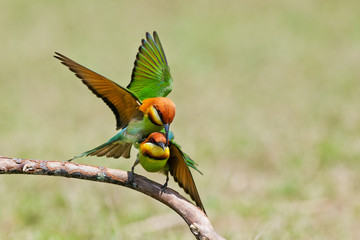 A beautiful bird Chestnut headed Bee eater on a branch.(Merops l