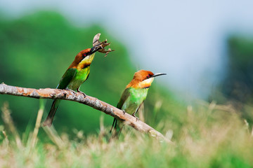 A beautiful bird Chestnut headed Bee eater on a branch.(Merops l