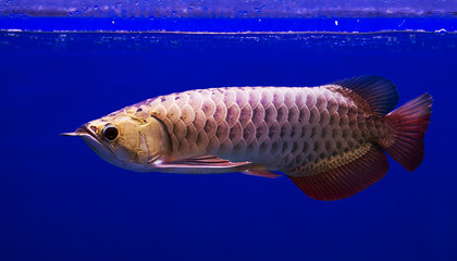 Asian Arowana fish in aQuarium on blue background