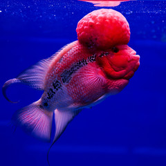 aquarium fish, flower horn fish on blue screen