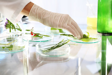 In vitro roślin.  Biotechnolog bada próbki roślin w laboratorium