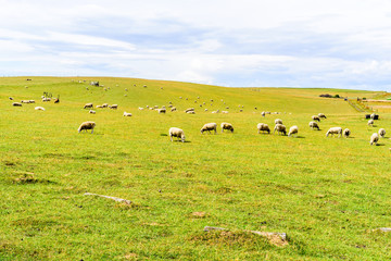 Obraz premium Grazing sheep (Ovis aries) on a hillside with storm clouds gathering in the background.