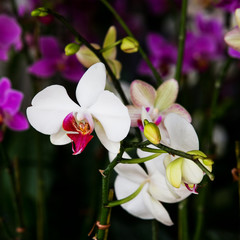 White Orchid closeup in nature isolated on background