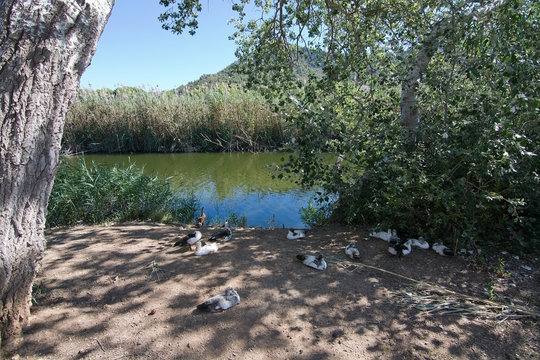 Birds in Canyamel river wetlands