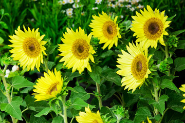 Obraz premium Beautiful sunflower and leaf on tree in nature