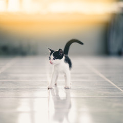 Cute little tabby kittens