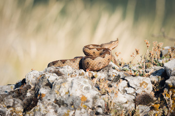 Horned viper in nature on rocks