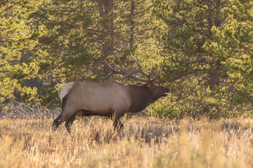 Bull Elk Bugling 