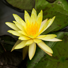 This beautiful waterlily or lotus flower is complimented by the