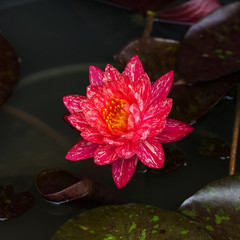 This beautiful waterlily or lotus flower is complimented by the