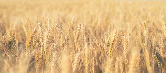 Wheat Field