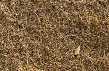 needles brown fallen pine leaves on the floor texture pattern