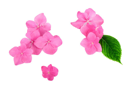 pink flowers on white background balance spa concept