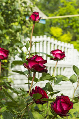 Shrub dark red scarlet roses flowers in summer garden flowerbed