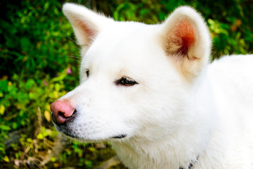Obraz premium female white dog. Japanese Akita. Akita Inu.