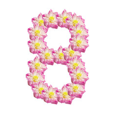 Beautiful lotus ( lotus flower isolated on white background)