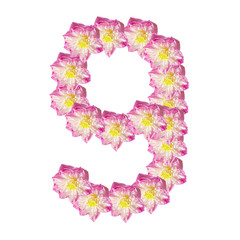 Beautiful lotus ( lotus flower isolated on white background)