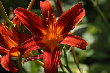 Lilinblüte © maberi