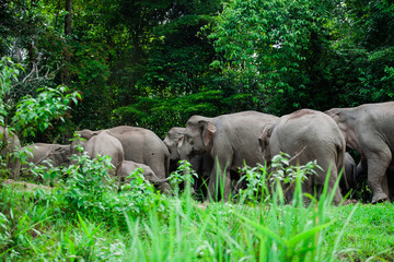 Fototapeta premium Thai elephants animals in forest nature at Khao Yai