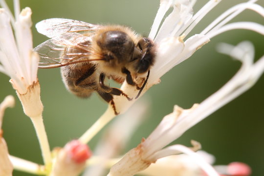 Biene auf der Blüte