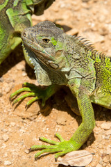 Fototapeta premium Iguanas in Honduras
