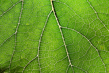 Leaf abstract background texture with veins