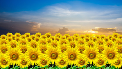Obraz premium Beautiful yellow Sunflower for background with blue sky