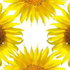 Beautiful yellow Sunflower isolated on white background