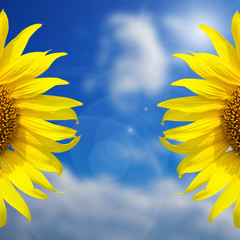 Beautiful yellow Sunflower  for background with blue sky
