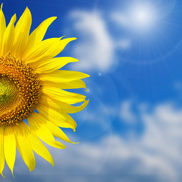 Beautiful yellow Sunflower  for background with blue sky