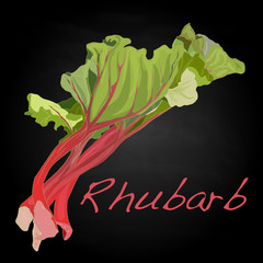 Rhubarb vector illustration