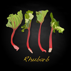 Rhubarb vector illustration